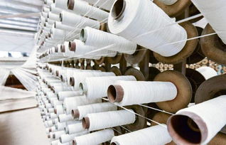 農(nóng)村 搖錢樹 開花時,有沁人心脾的酒香,幼苗可賣700多元